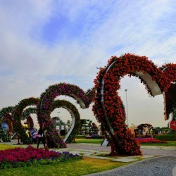 ميراكل غاردن دبي-الحدائق والنوادي-دبي-2