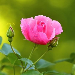 رامي للازهار-زهور الزفاف-دبي-5