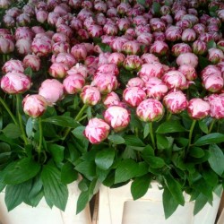 فلامنغو-زهور الزفاف-الدوحة-5