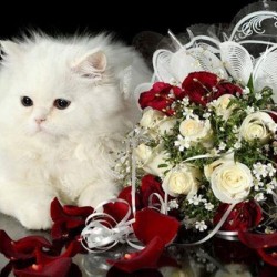 Prima-Rosa Tunisie-Fleurs et bouquets de mariage-Tunis-5