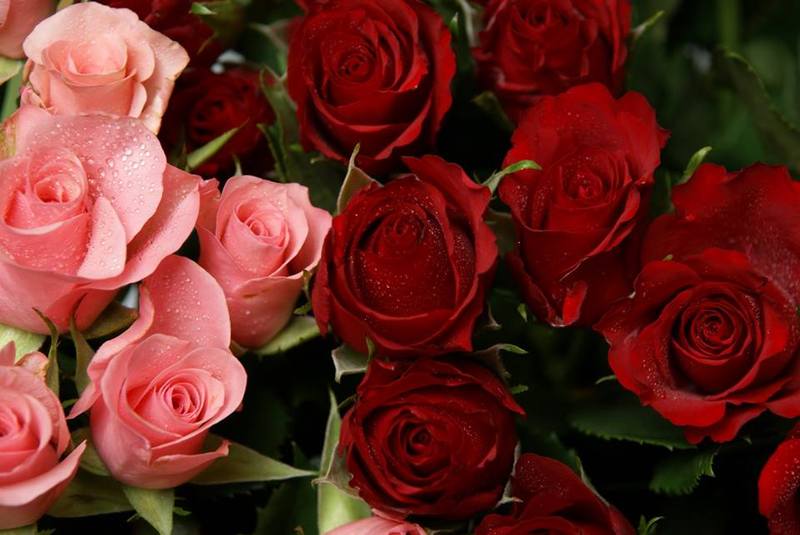 Fleurs de luxe - Fleurs et bouquets de mariage - Tunis